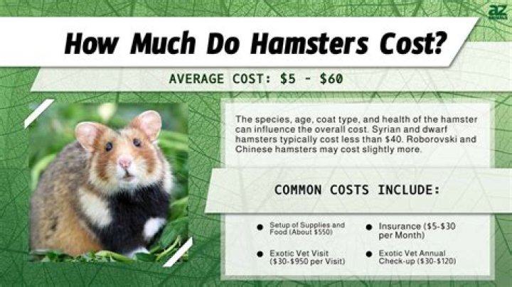 how much is a hamster at petsmart